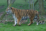 IMG_4813p