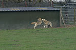 IMG_4833p