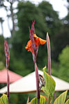 15_IMG_6653p