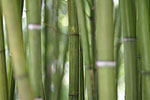 18_IMG_6661p