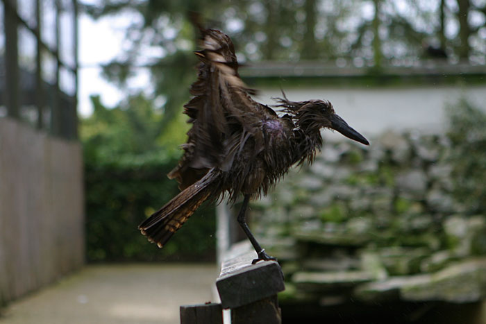 IMG_1341p