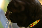IMG_5328p