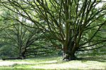 IMG_5811p
