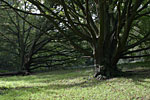 IMG_5812p