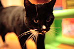 _MG_0021p