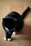 _MG_0044p