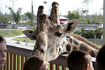 _MG_0923p_91p