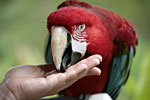 [Parrot Jungle]