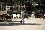 _MG_1722ps