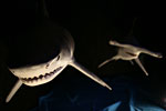 _MG_4387p