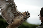 [Berkley Owls]