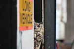 _MG_6667p