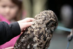 _MG_6675p
