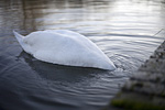 _MG_8711p