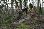 _MG_9552p