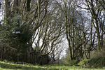_MG_9951p