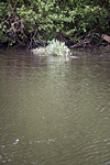 _MG_2106p