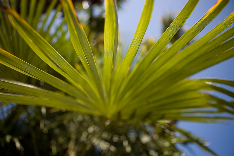 _MG_3641p