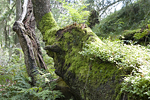 _MG_4405p