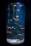 _MG_5265p