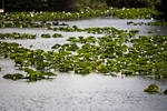 _MG_7786p