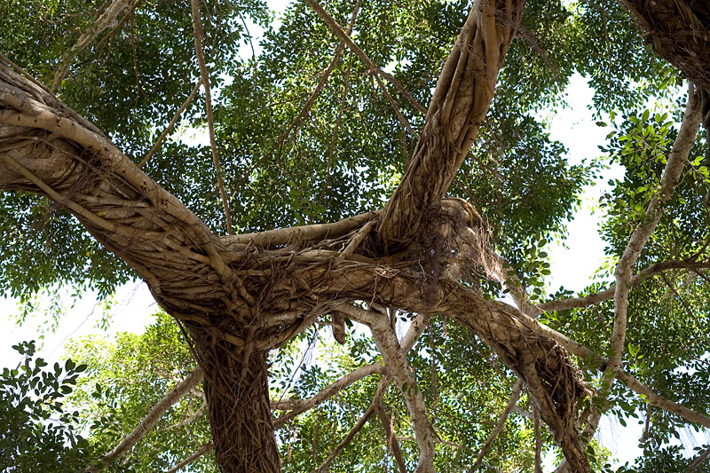 _MG_8034p