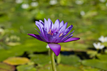 _MG_7896p