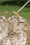 _MG_7903p