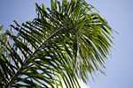 _MG_7909p