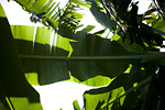 _MG_7935p