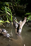 _MG_7967p