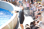 _MG_7023p