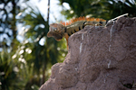 _MG_7226p