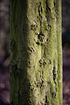 _MG_9022p