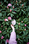 _MG_9088p
