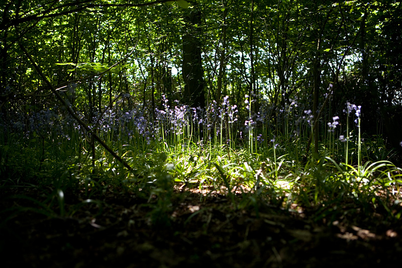 _MG_0131p