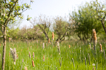 _MG_0093p