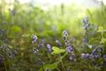 _MG_0101p