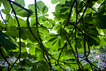 _MG_0121p