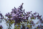 _MG_0155p
