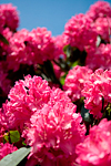 _MG_0162p
