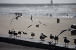 _MG_1497p