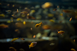 _MG_3978p
