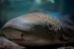 _MG_4045p