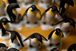 _MG_4058p