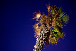 _MG_4064p