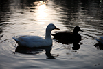 _MG_4367p