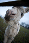 [31/01/09 - Geocache walk at London Colney and Willows Farm]
