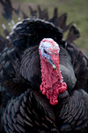 _MG_4424p