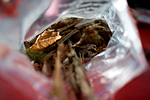_MG_4966p